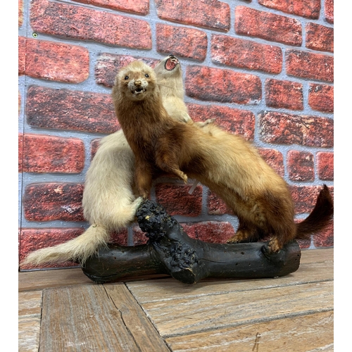 451 - Taxidermy - pair of freestanding Ferrets on naturalistic branch base, Mustela furo, W 50cm x H 45cm