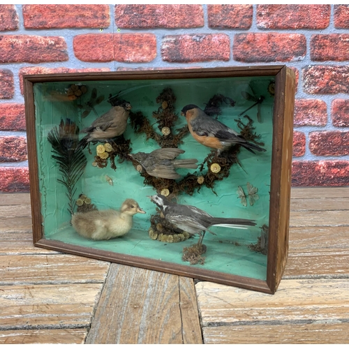 447 - Taxidermy - British small bird diorama in glaze case set amongst naturalistic surround, to include p... 