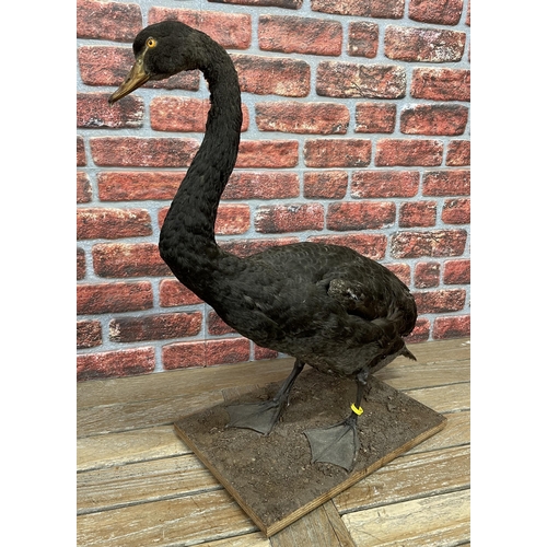 477 - Taxidermy - unusual black Swan atop wooden base with naturalistic finish, Cygnus atratus, H 75cm