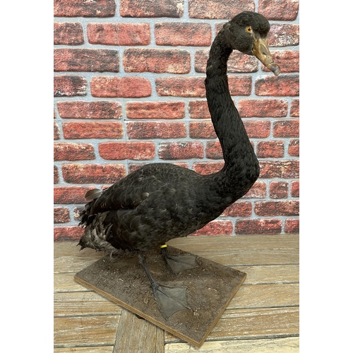 477 - Taxidermy - unusual black Swan atop wooden base with naturalistic finish, Cygnus atratus, H 75cm