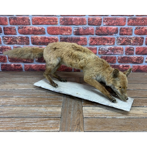 412 - Taxidermy - terrifying goggle eyed fox atop wooden base, L 105cm