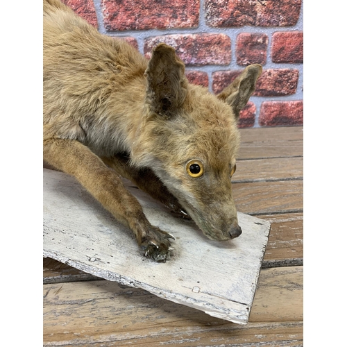 412 - Taxidermy - terrifying goggle eyed fox atop wooden base, L 105cm