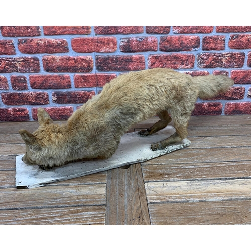 412 - Taxidermy - terrifying goggle eyed fox atop wooden base, L 105cm