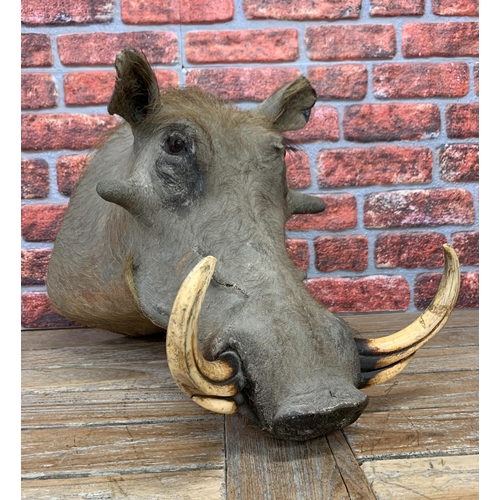 450 - Taxidermy - mounted Warthog head, Phacochoerus africanus, by Nico Van Rooyen, D 55cm x W 35cm x H 45... 