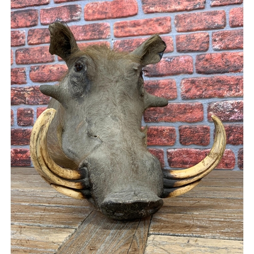 450 - Taxidermy - mounted Warthog head, Phacochoerus africanus, by Nico Van Rooyen, D 55cm x W 35cm x H 45... 