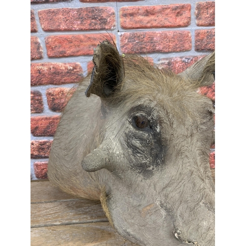 450 - Taxidermy - mounted Warthog head, Phacochoerus africanus, by Nico Van Rooyen, D 55cm x W 35cm x H 45... 