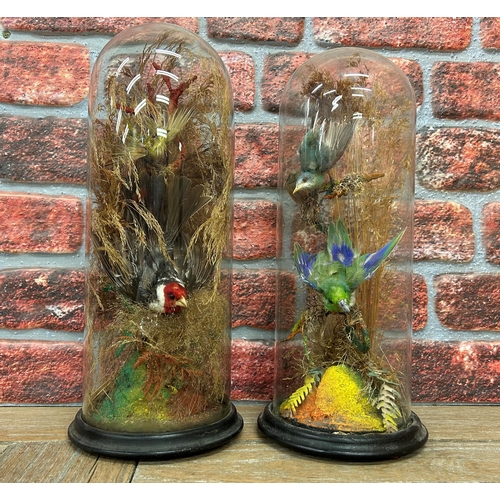 411 - Taxidermy - assortment of exotic birds in glass domes set amongst naturalistic surround, H 40cm (2)