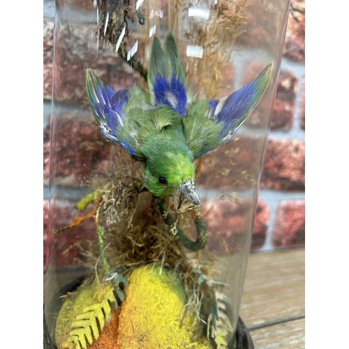 411 - Taxidermy - assortment of exotic birds in glass domes set amongst naturalistic surround, H 40cm (2)