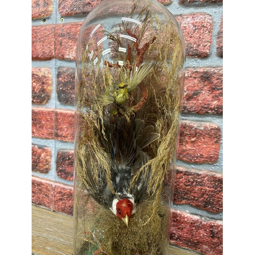 411 - Taxidermy - assortment of exotic birds in glass domes set amongst naturalistic surround, H 40cm (2)