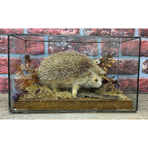 424 - Taxidermy - scarce blonde hedgehog of Alderney, being held in a glazed case with naturalistic surrou... 