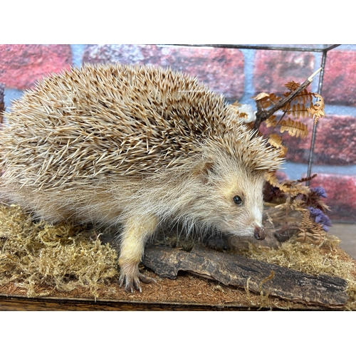 424 - Taxidermy - scarce blonde hedgehog of Alderney, being held in a glazed case with naturalistic surrou... 