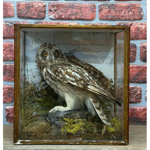 427 - Taxidermy - short-eared owl in glazed case with a naturalistic setting, Asio Flammeus, 38cm x 36cm x... 