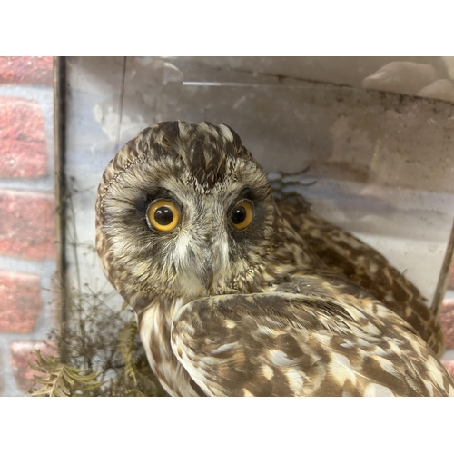 427 - Taxidermy - short-eared owl in glazed case with a naturalistic setting, Asio Flammeus, 38cm x 36cm x... 