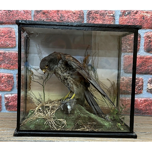 471 - Taxidermy - Sparrow Hawk with prey in glazed glass case with naturalistic surround, Accipiter Nisus,... 