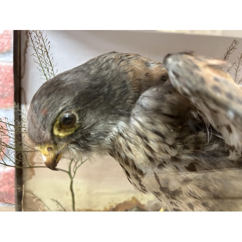 471 - Taxidermy - Sparrow Hawk with prey in glazed glass case with naturalistic surround, Accipiter Nisus,... 