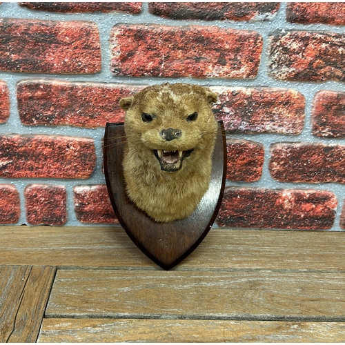 436 - Taxidermy - Otters head mounted on wooden shield plaque, Lutra Lutra, by E F Spicer of Leamington Sp... 