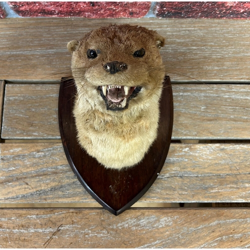 436 - Taxidermy - Otters head mounted on wooden shield plaque, Lutra Lutra, by E F Spicer of Leamington Sp... 