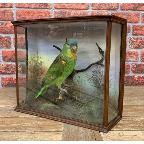 415 - Taxidermy - Blue-fronted Amazon Parrot (Amazona Aestiva), held in glass fronted case, naturalistic f... 