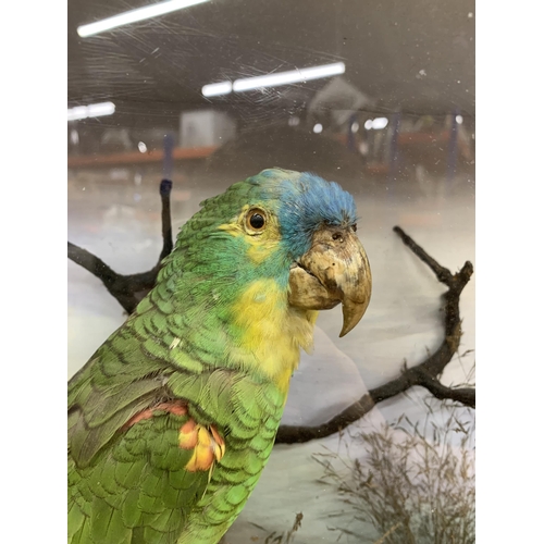 415 - Taxidermy - Blue-fronted Amazon Parrot (Amazona Aestiva), held in glass fronted case, naturalistic f... 