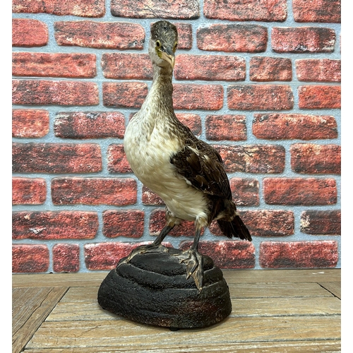 482 - Taxidermy - juvenile double-crested cormorant set atop naturalistic base, phalacrocoracidae, H 52cm