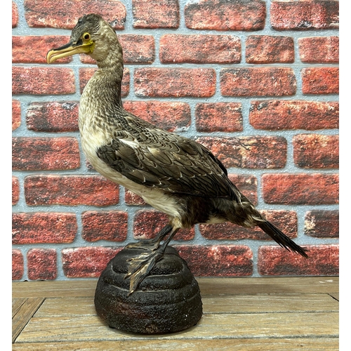 482 - Taxidermy - juvenile double-crested cormorant set atop naturalistic base, phalacrocoracidae, H 52cm