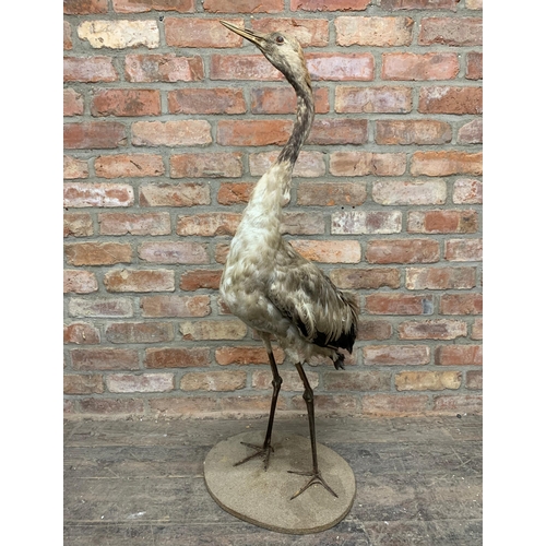 483 - Taxidermy - impressive heron bird on circular base, ardeidae, H 120cm