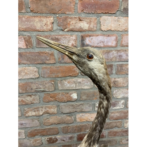 483 - Taxidermy - impressive heron bird on circular base, ardeidae, H 120cm