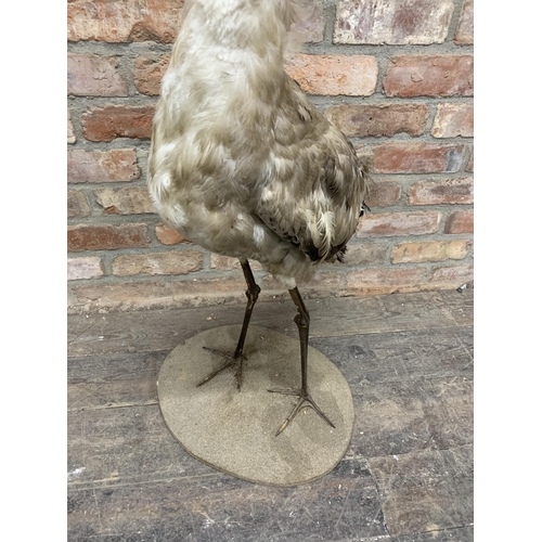 483 - Taxidermy - impressive heron bird on circular base, ardeidae, H 120cm