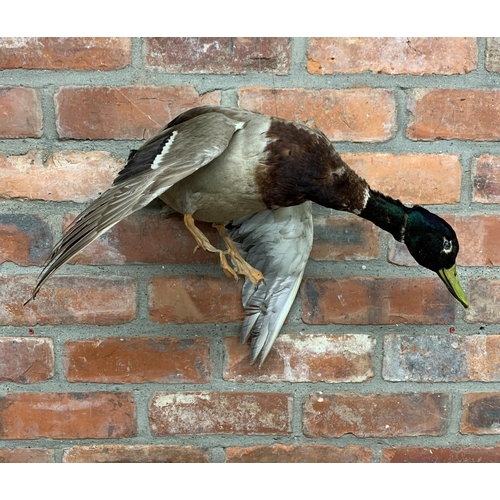 485 - Taxidermy - flying mallard duck, anas platyrhynchos, L 50cm