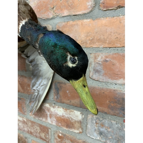 485 - Taxidermy - flying mallard duck, anas platyrhynchos, L 50cm