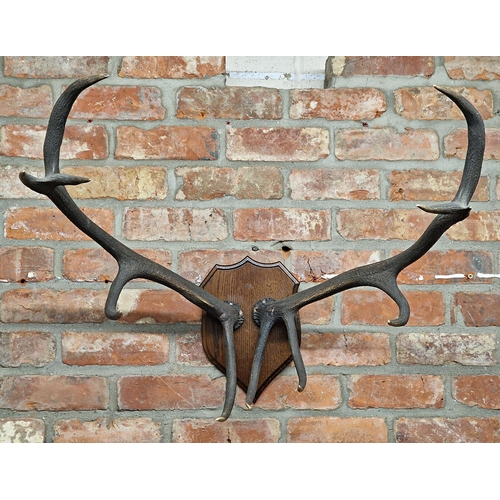 414 - Taxidermy - pair of large stag antlers mounted on wooden shield, maximum width 75cm