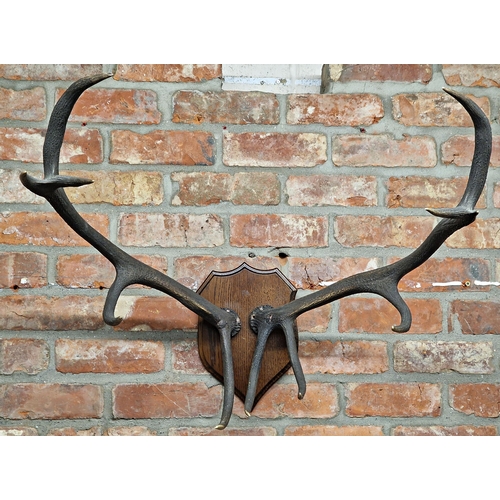 414 - Taxidermy - pair of large stag antlers mounted on wooden shield, maximum width 75cm