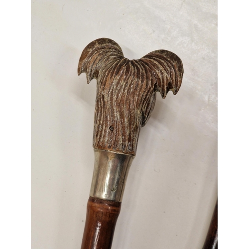 355 - Vintage hand carved Yorkshire Terrier sword stick with silver plated collar, the collar being marked... 