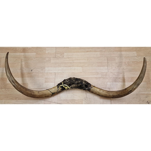 487 - Large vintage Bull Steer horns W128cm