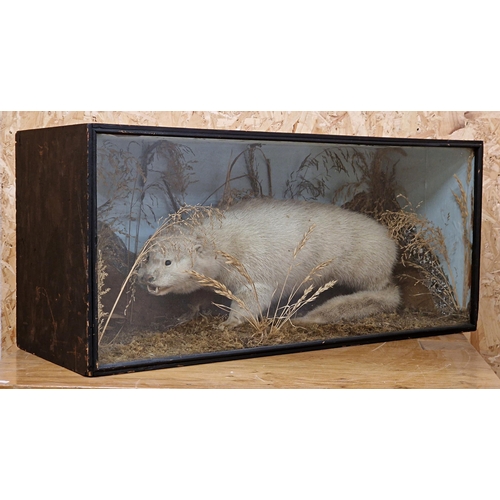 476 - Taxidermy - Otter in a glazed case amongst a naturalistic setting, Lutrinae, H 35cm x W 78cmx D 28cm