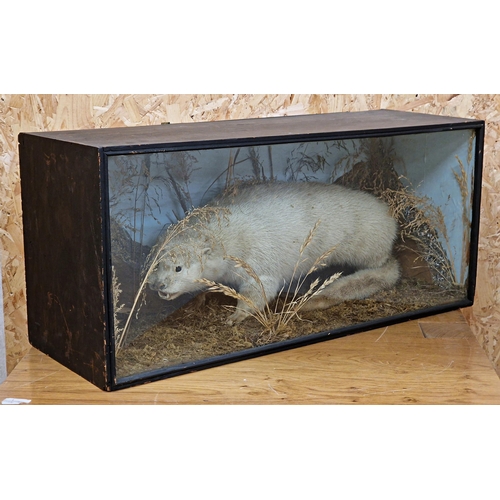 476 - Taxidermy - Otter in a glazed case amongst a naturalistic setting, Lutrinae, H 35cm x W 78cmx D 28cm