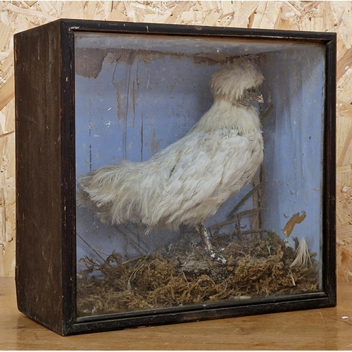 478 - Taxidermy - Silkie chicken in a glazed case, Gallus Gallus, 33 x 35cm