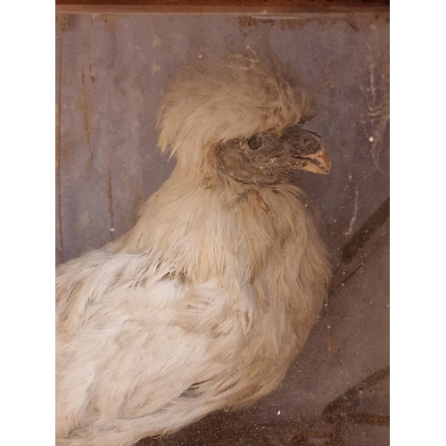 478 - Taxidermy - Silkie chicken in a glazed case, Gallus Gallus, 33 x 35cm