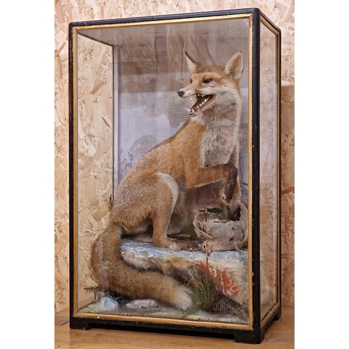 479 - Taxidermy - James Hutchings of Aberystwyth Fox with open mouth and partridge, in large glass case, 8... 