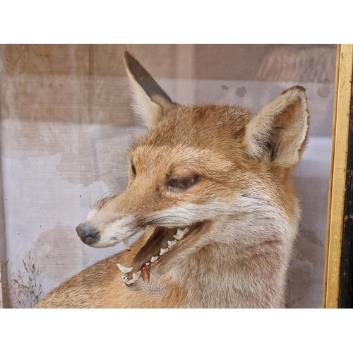 479 - Taxidermy - James Hutchings of Aberystwyth Fox with open mouth and partridge, in large glass case, 8... 