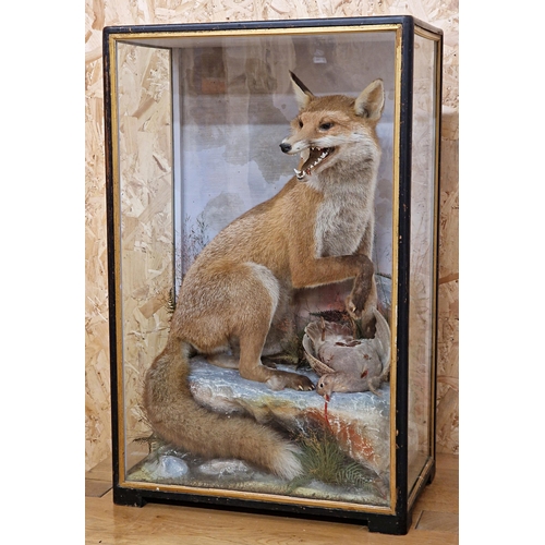 479 - Taxidermy - James Hutchings of Aberystwyth Fox with open mouth and partridge, in large glass case, 8... 