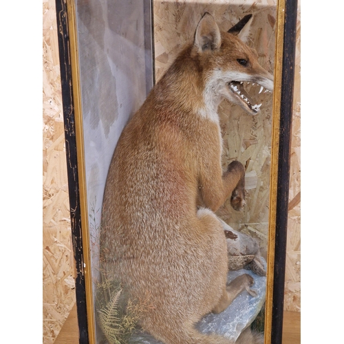 479 - Taxidermy - James Hutchings of Aberystwyth Fox with open mouth and partridge, in large glass case, 8... 