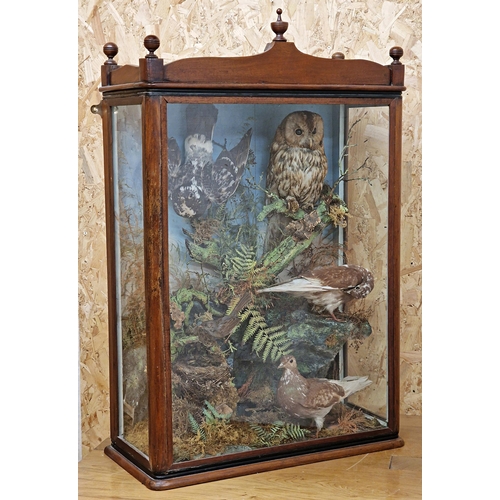 480 - Taxidermy - Impressive 19th century mahogany cased diorama of birds - Owl, three pigeons and a starl... 