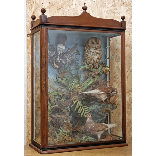 480 - Taxidermy - Impressive 19th century mahogany cased diorama of birds - Owl, three pigeons and a starl... 