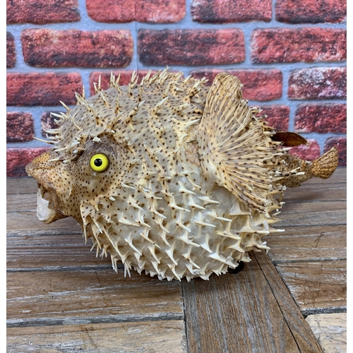 456 - Taxidermy - very large Porcupine Pufferfish, Tetraodontidae, L 60cm