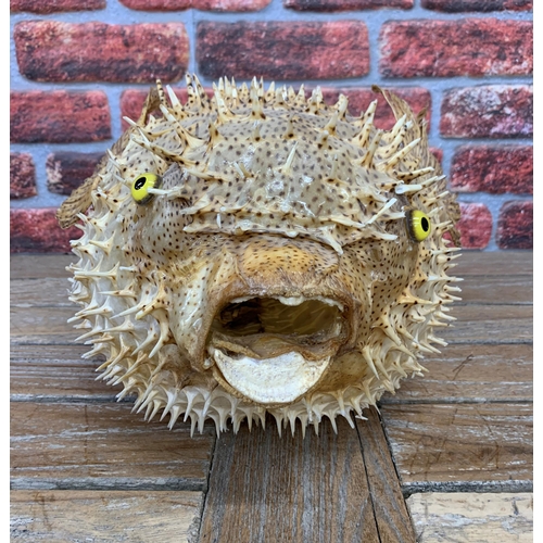 456 - Taxidermy - very large Porcupine Pufferfish, Tetraodontidae, L 60cm