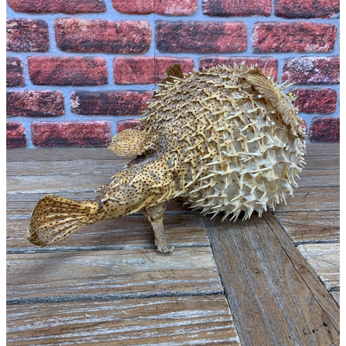 456 - Taxidermy - very large Porcupine Pufferfish, Tetraodontidae, L 60cm