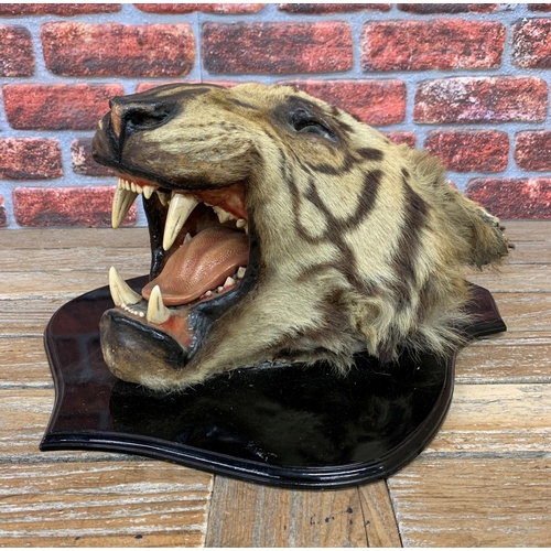 433 - Taxidermy - Bengal Tiger head mounted on wooden shield plaque, Panthera tigris tigris, 60cm x 50cm