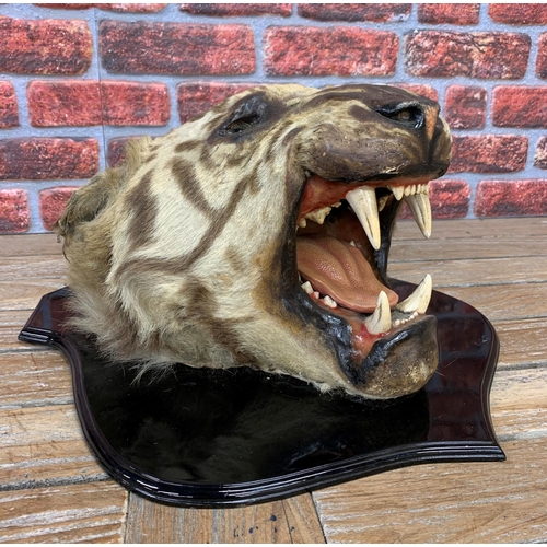 433 - Taxidermy - Bengal Tiger head mounted on wooden shield plaque, Panthera tigris tigris, 60cm x 50cm