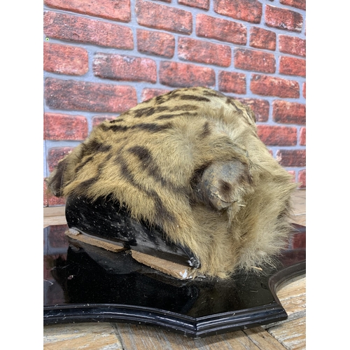 433 - Taxidermy - Bengal Tiger head mounted on wooden shield plaque, Panthera tigris tigris, 60cm x 50cm